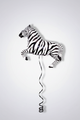 Zebra Black Balloon